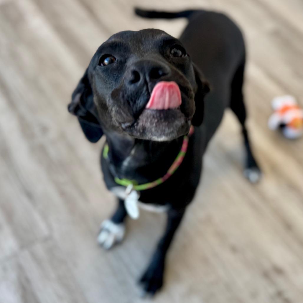 Raven, a Adoptable mixed breed in Green Bay, WI image 5/6