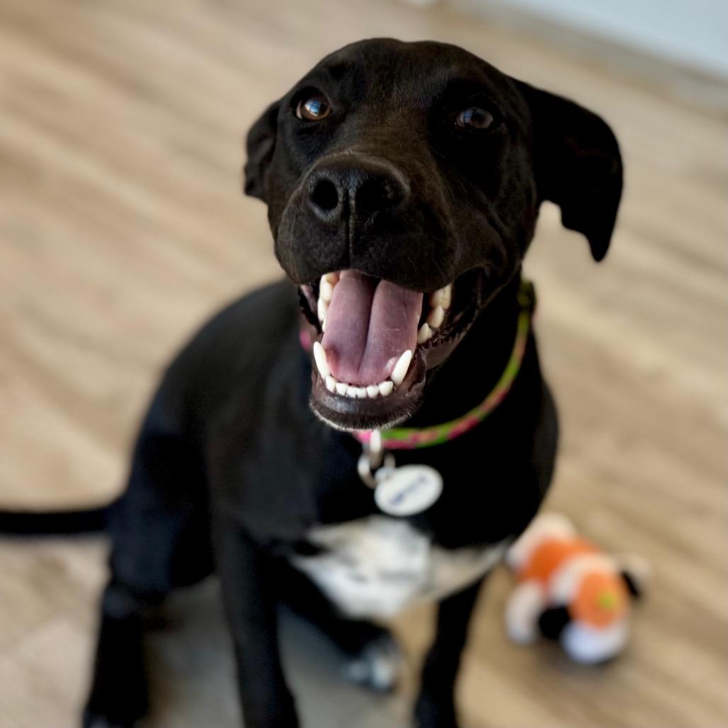 Raven, a Adoptable mixed breed in Green Bay, WI image 6/6