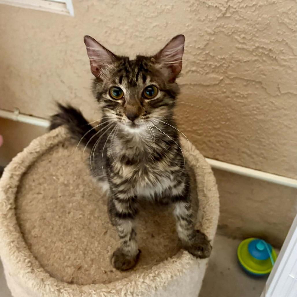 Gilbert, Adoptable, Kitten Male Domestic Short Hair.