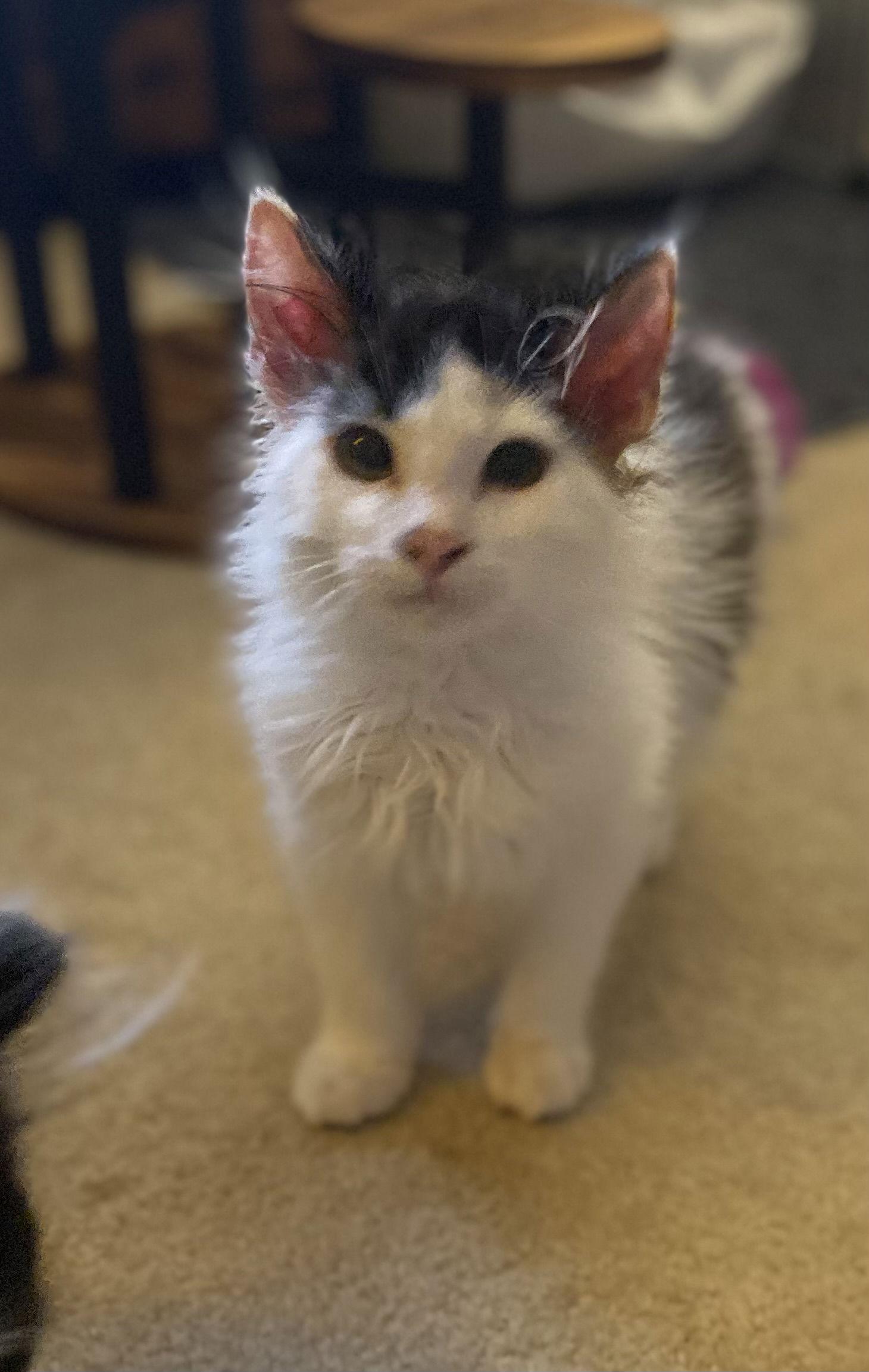 Fernando, Adoptable, Kitten Male Domestic Medium Hair.