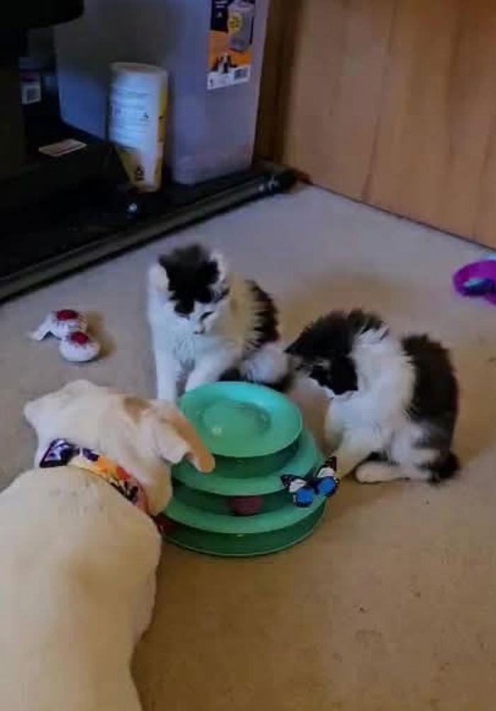 Enlarge Fernando, a Adoptable Domestic Medium Hair in West Des Moines, IA image 3/3