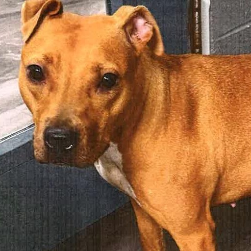 Enlarge AppleJack, a ADOPTABLE mixed breed in Trenton, NJ image 2/2