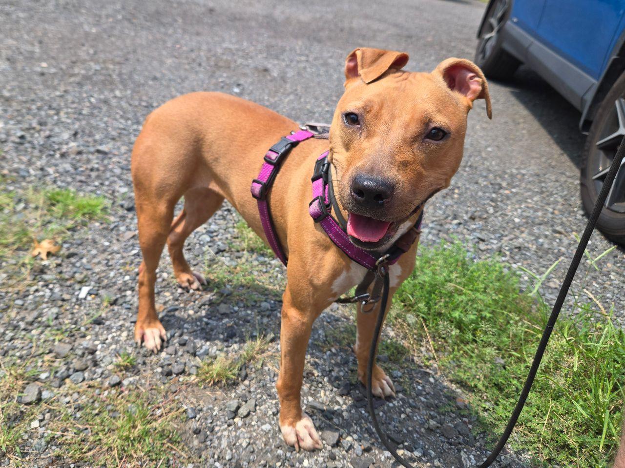 AppleJack, ADOPTABLE, Young Female Feist & American Staffordshire Terrier.