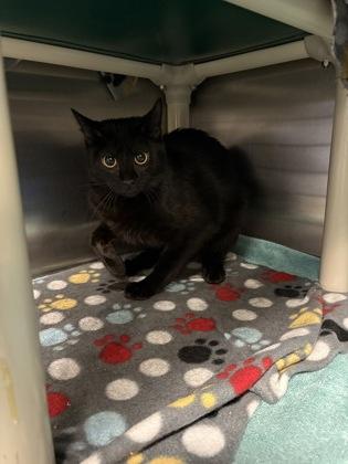 Farah, an adoptable Domestic Short Hair in Redmond, OR, 97756 | Photo Image 1