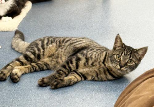 Frances, Adoptable, Kitten Female Domestic Short Hair.