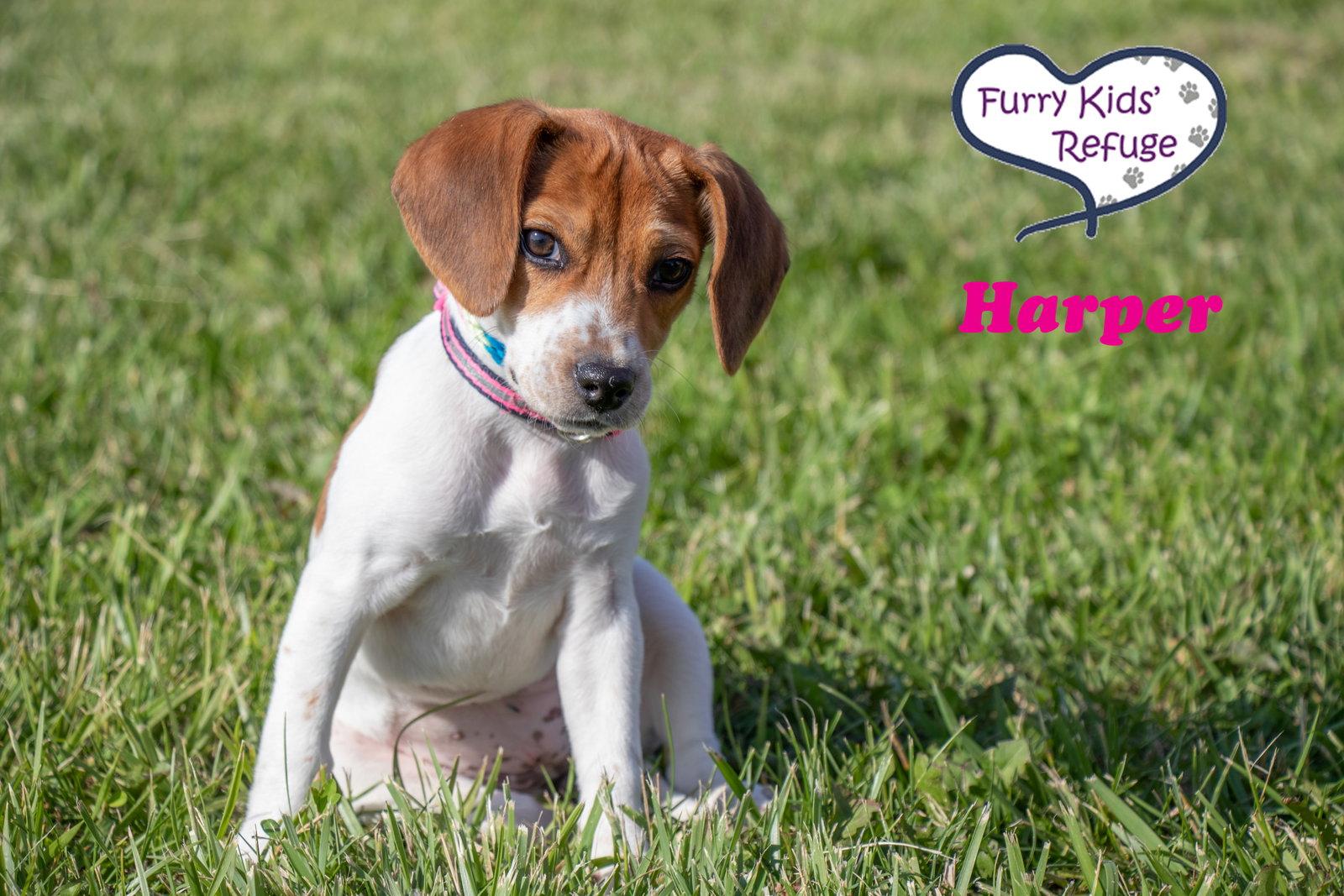 Harper, Adoptable, Puppy Female Beagle.