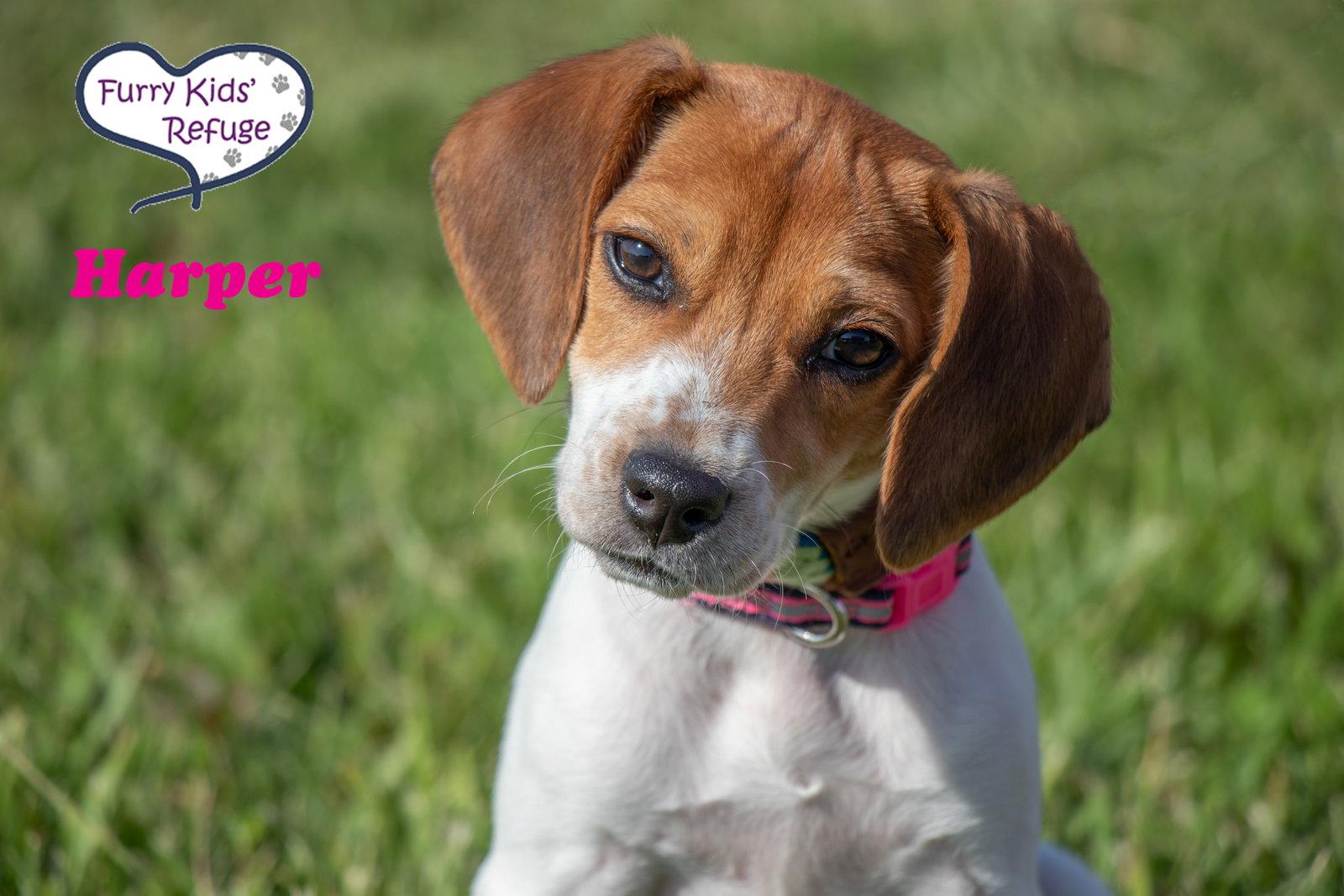 Harper, a Adoptable Beagle in Lee's Summit, MO image 3/3