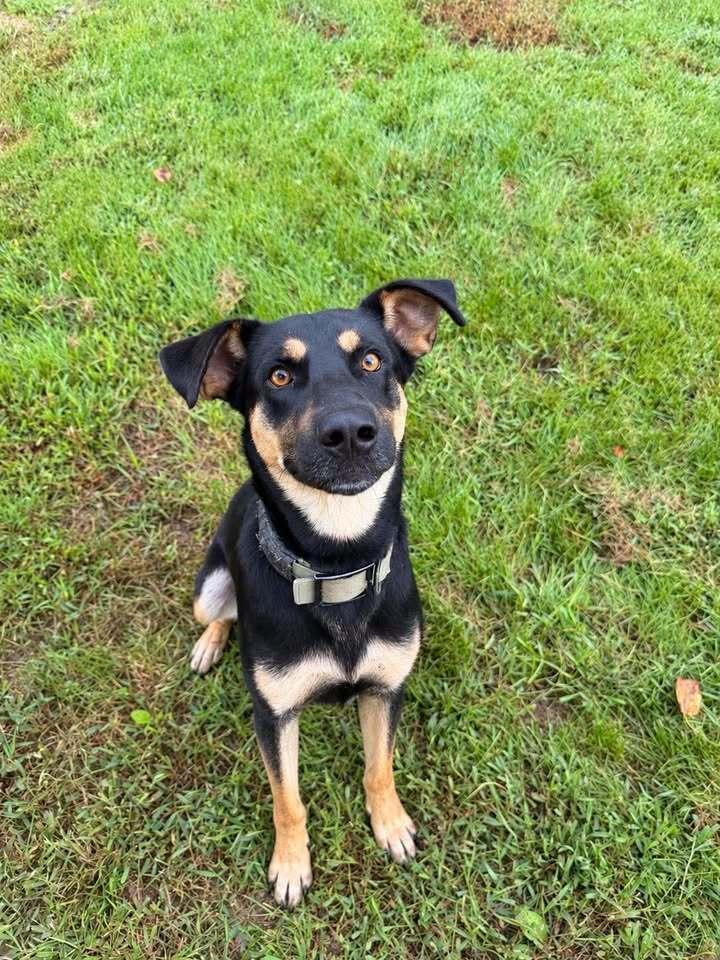 Bear, Adoptable, Adult Male German Shepherd Dog & Mixed Breed.