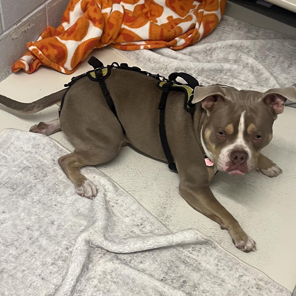 Lieutenant Dan thumbnail 2