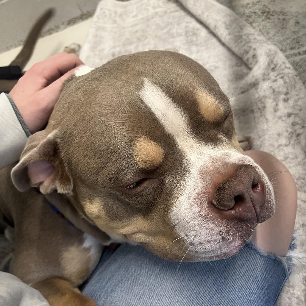 Lieutenant Dan thumbnail 3