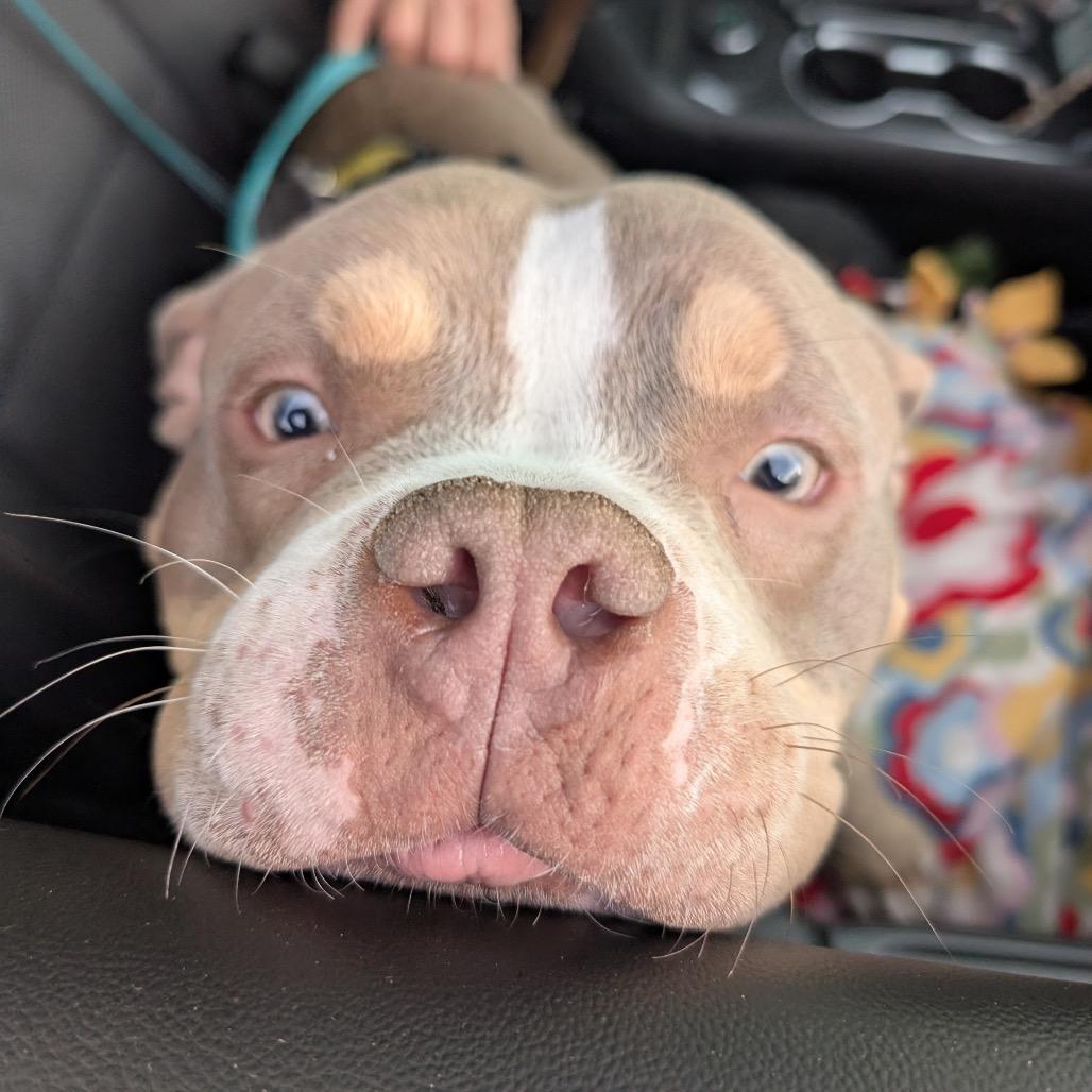 Lieutenant Dan thumbnail 4