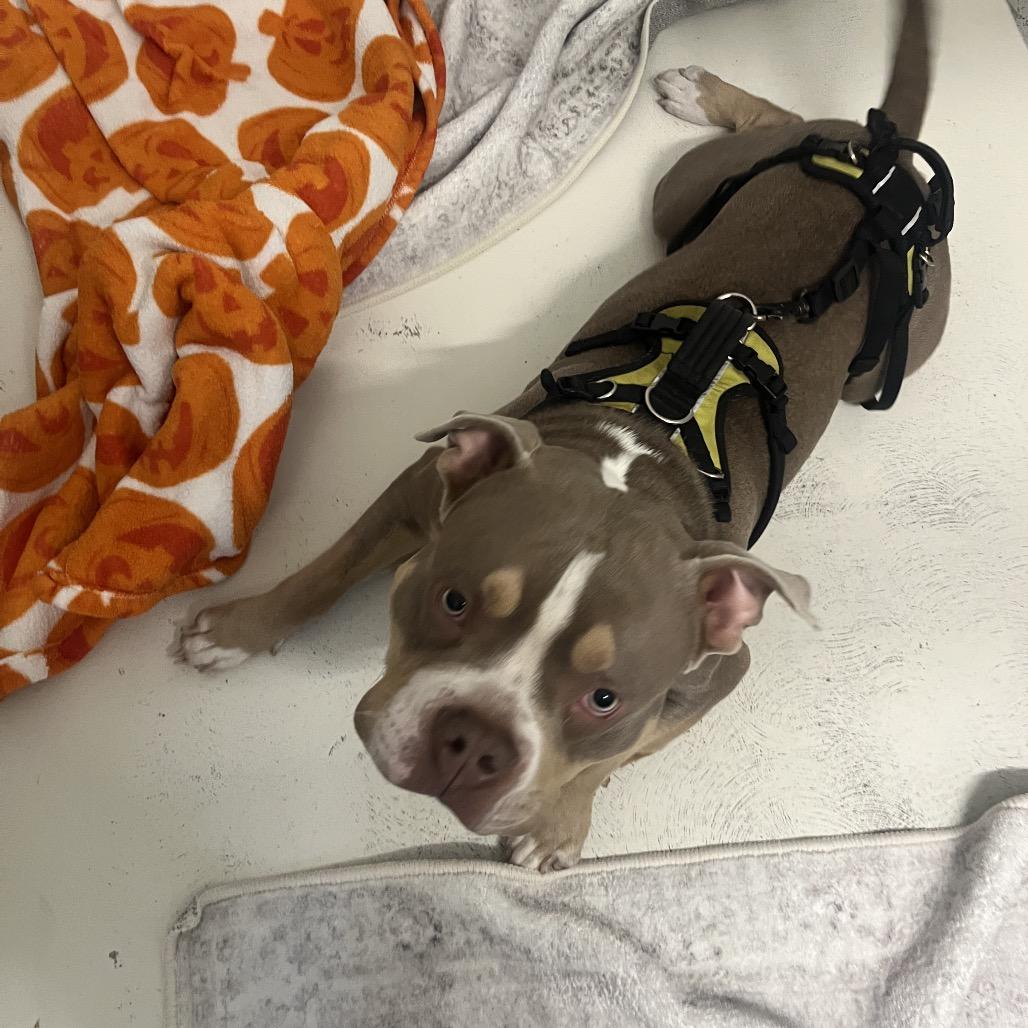 Lieutenant Dan thumbnail 5