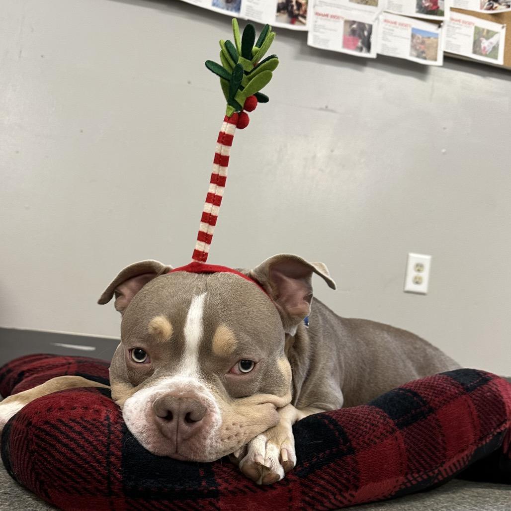 Lieutenant Dan thumbnail 7