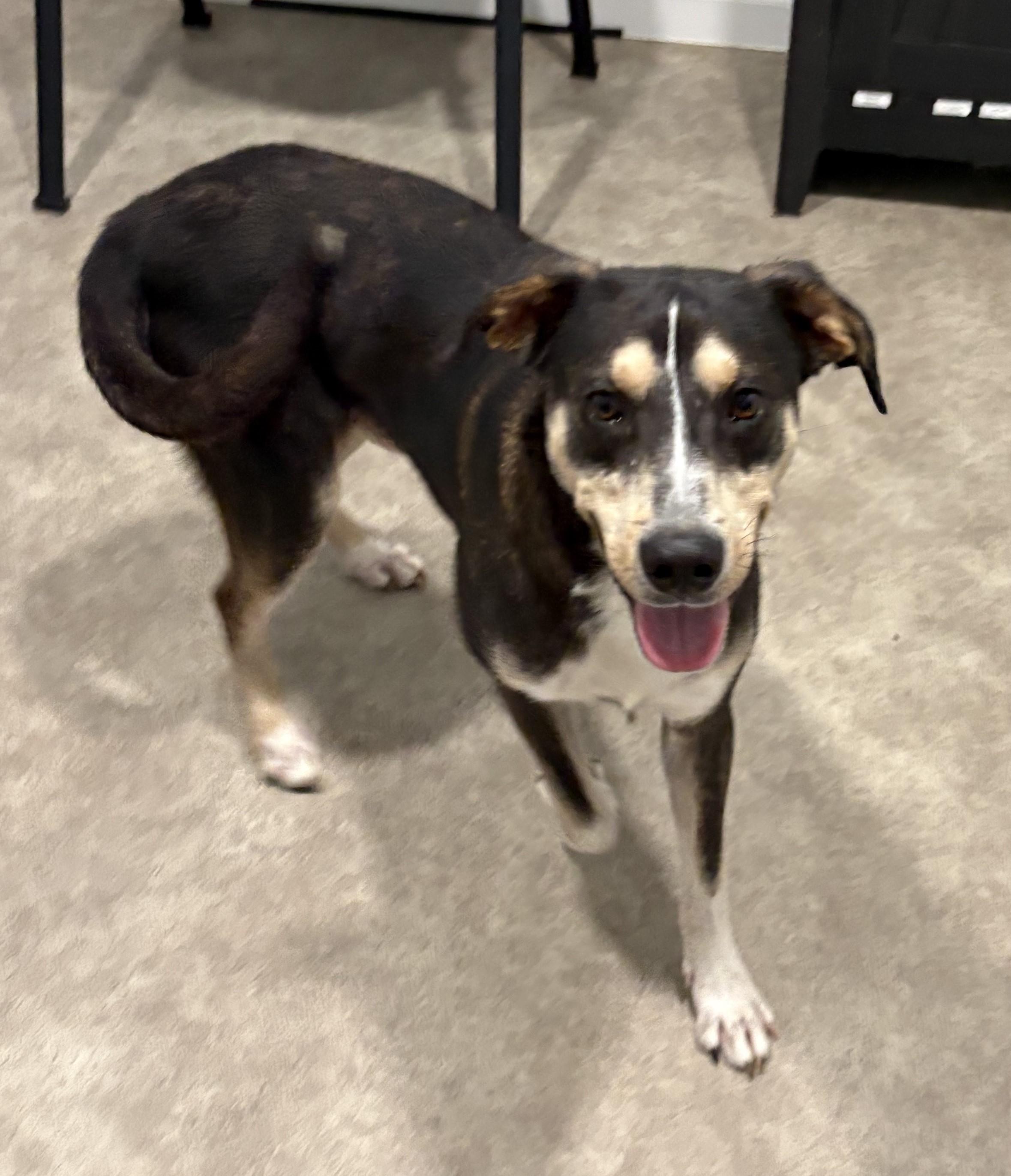 Enlarge Little Man, a Adoptable mixed breed in Grant, NE image 4/5