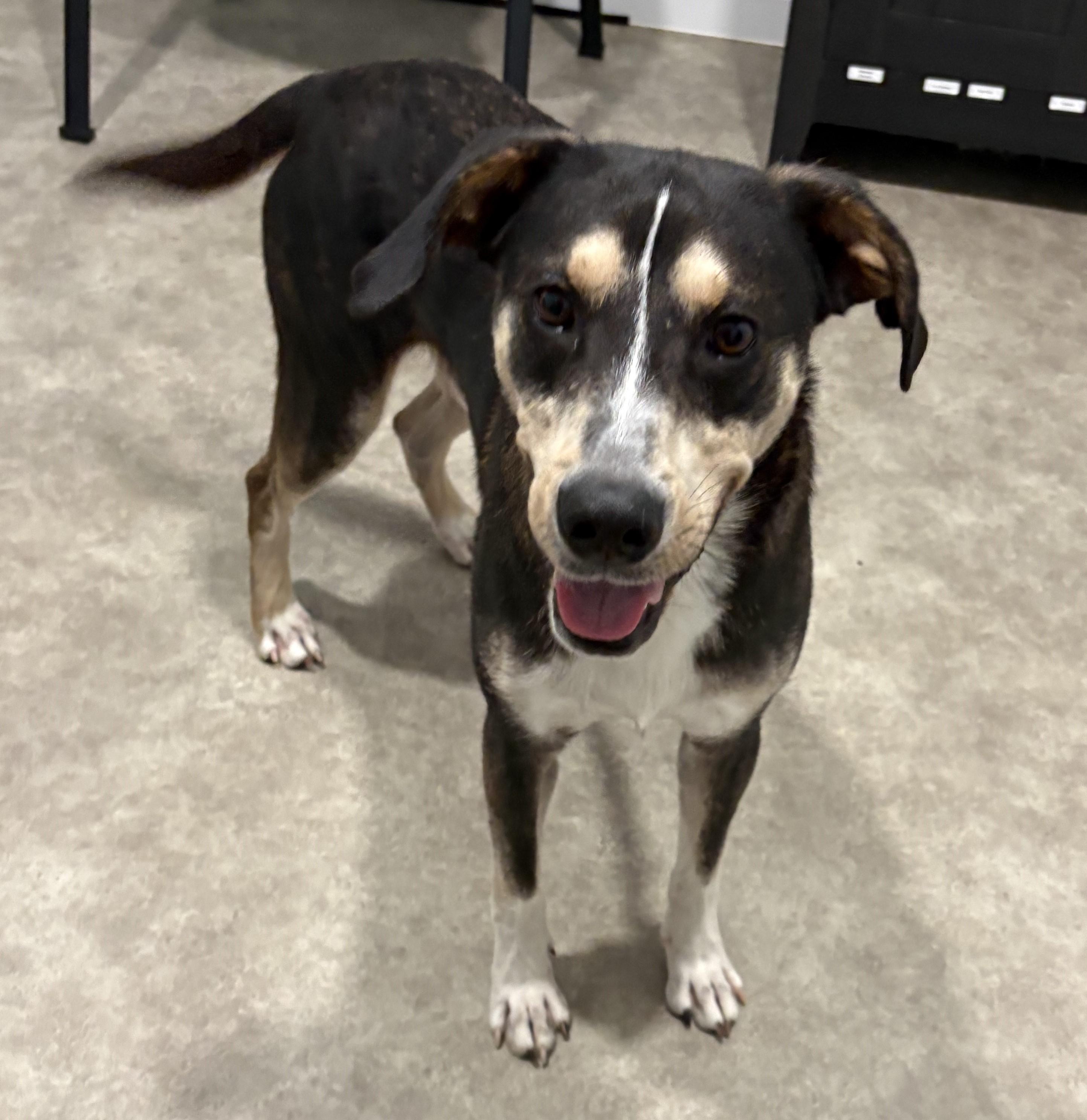 Enlarge Little Man, a Adoptable mixed breed in Grant, NE image 2/5