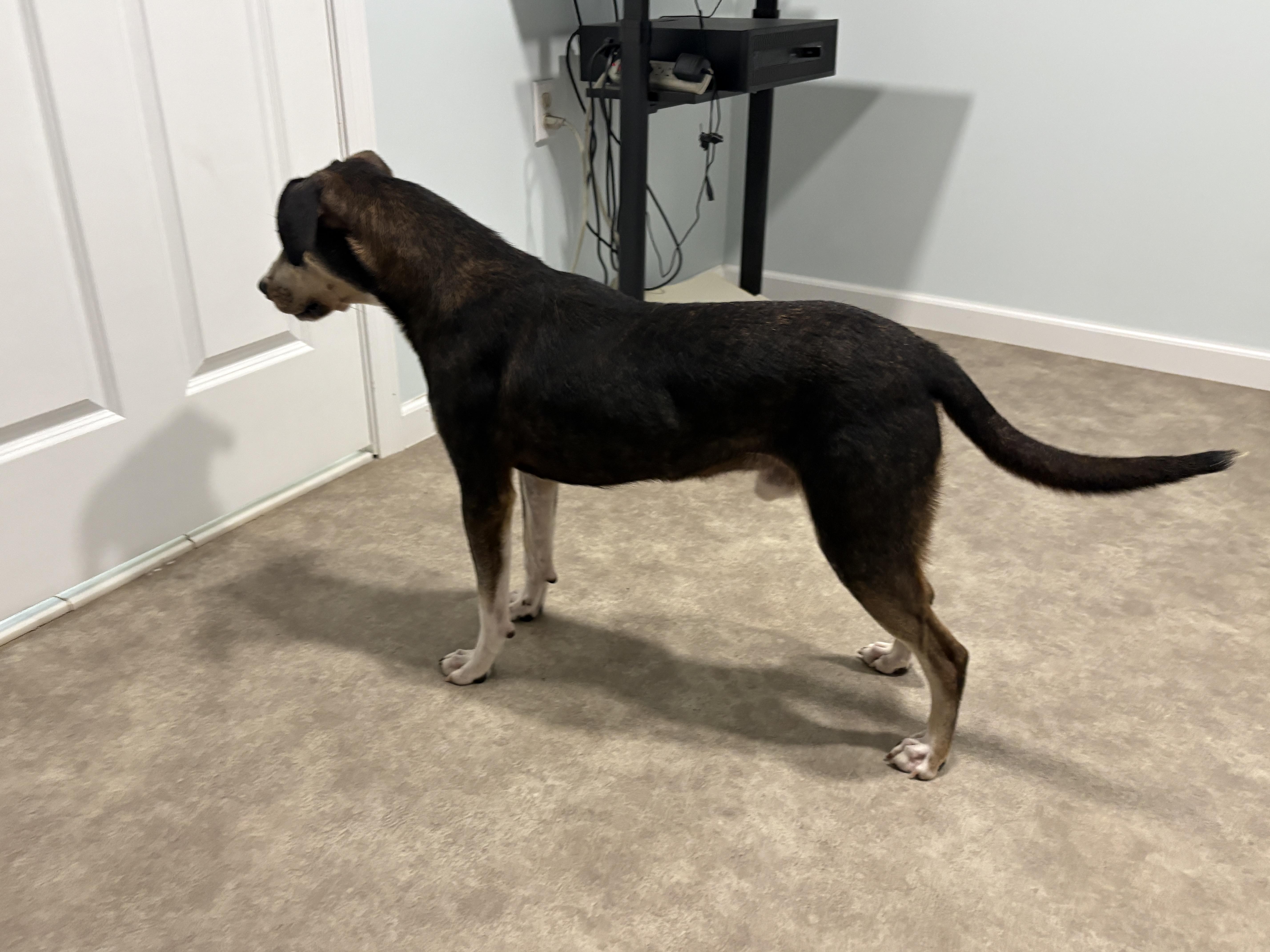 Enlarge Little Man, a Adoptable mixed breed in Grant, NE image 5/5