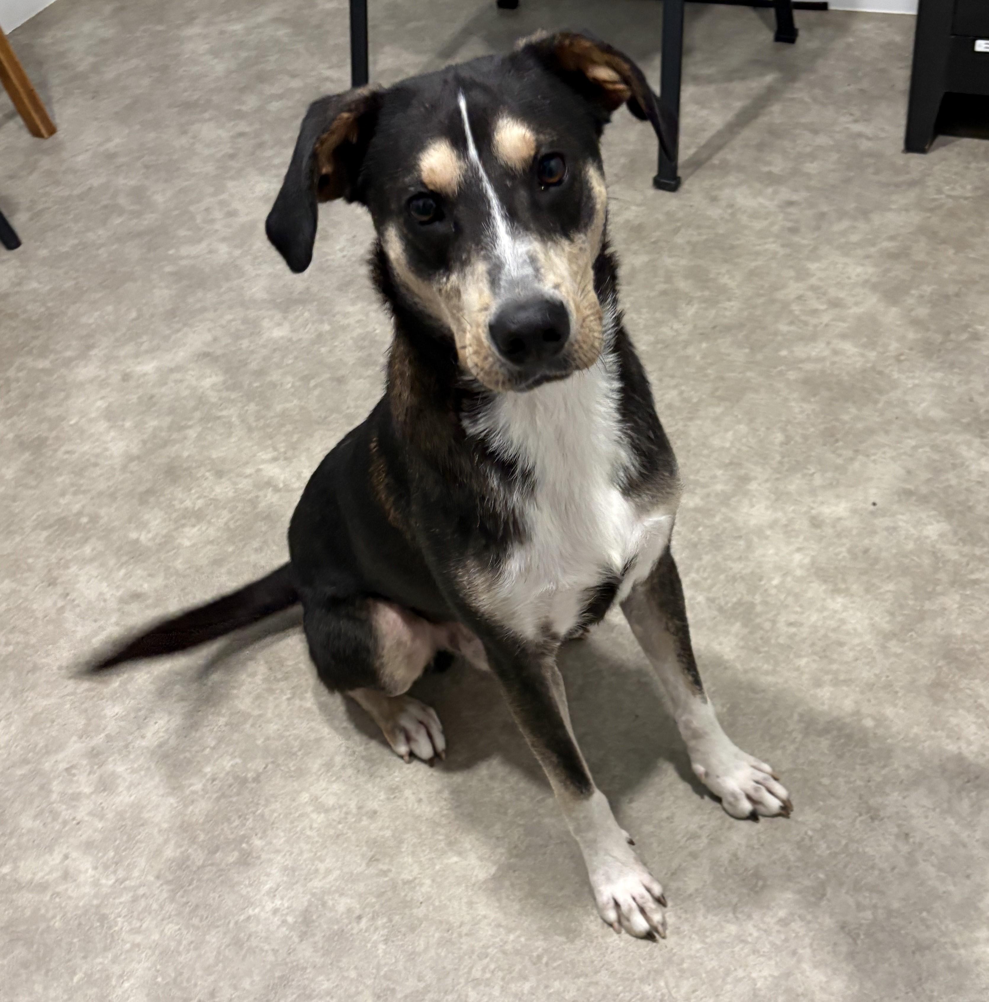 Enlarge Little Man, a Adoptable mixed breed in Grant, NE image 3/5