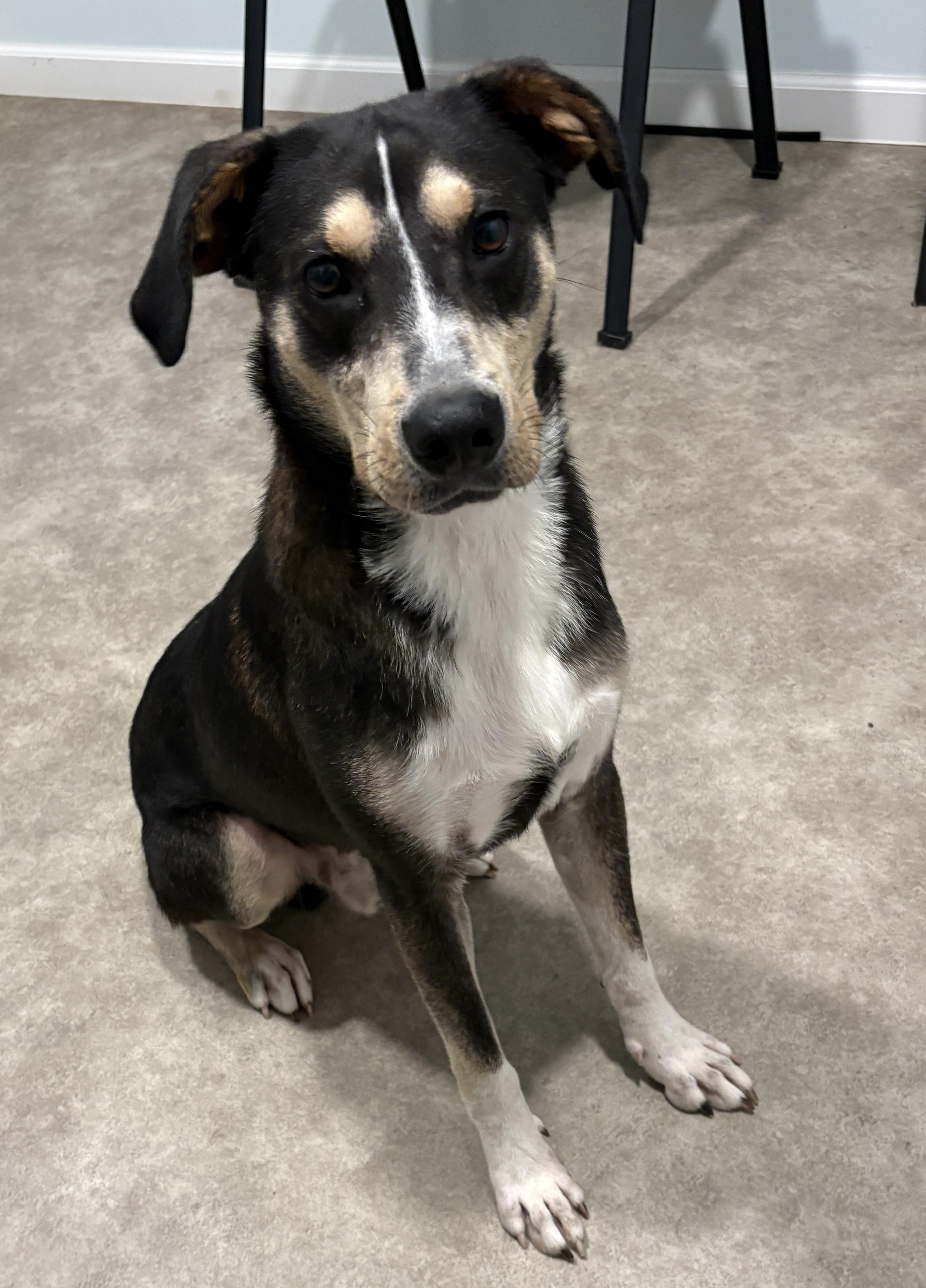 Enlarge Little Man, a Adoptable mixed breed in Grant, NE image 1/5