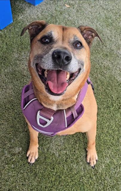NIKE, Adoptable, Adult Male Labrador Retriever & Mixed Breed.