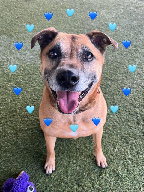 Enlarge NIKE, a Adoptable mixed breed in Miami, FL image 1/1