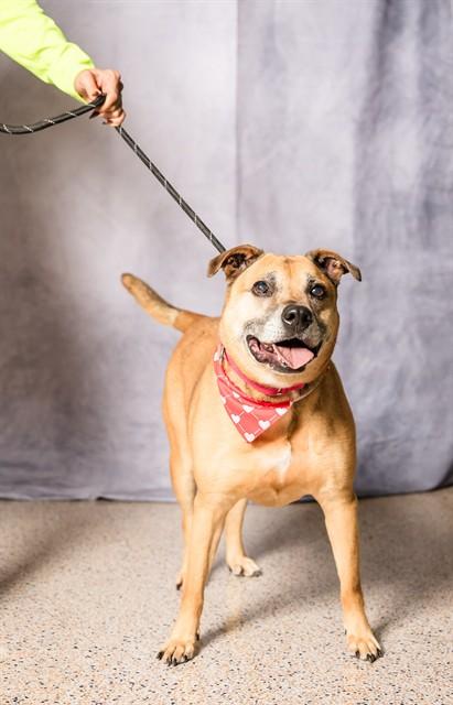 NIKE, Adoptable, Adult Male Labrador Retriever & Mixed Breed.