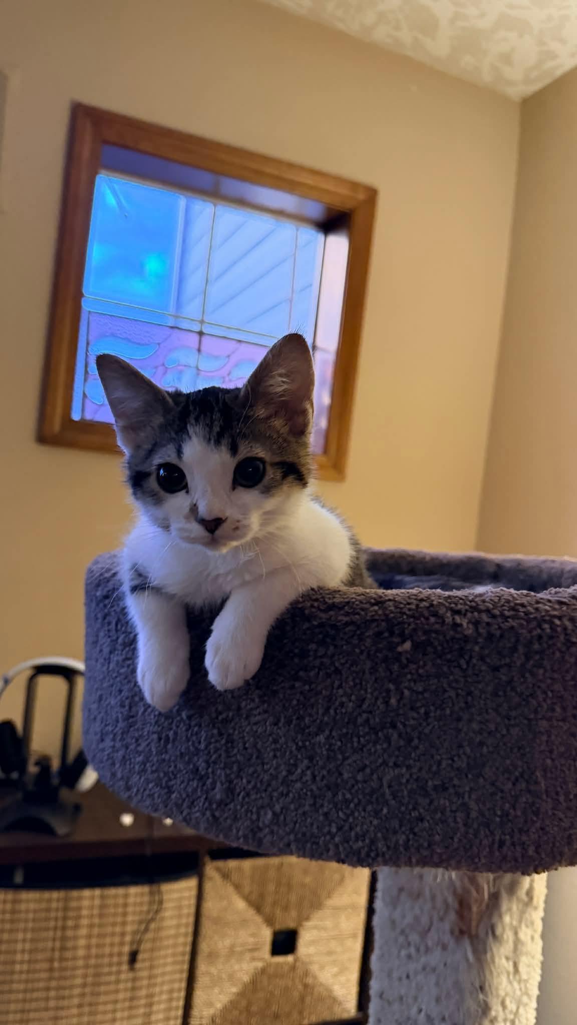 Morgan, adopted, Kitten Female Tabby & Domestic Short Hair.