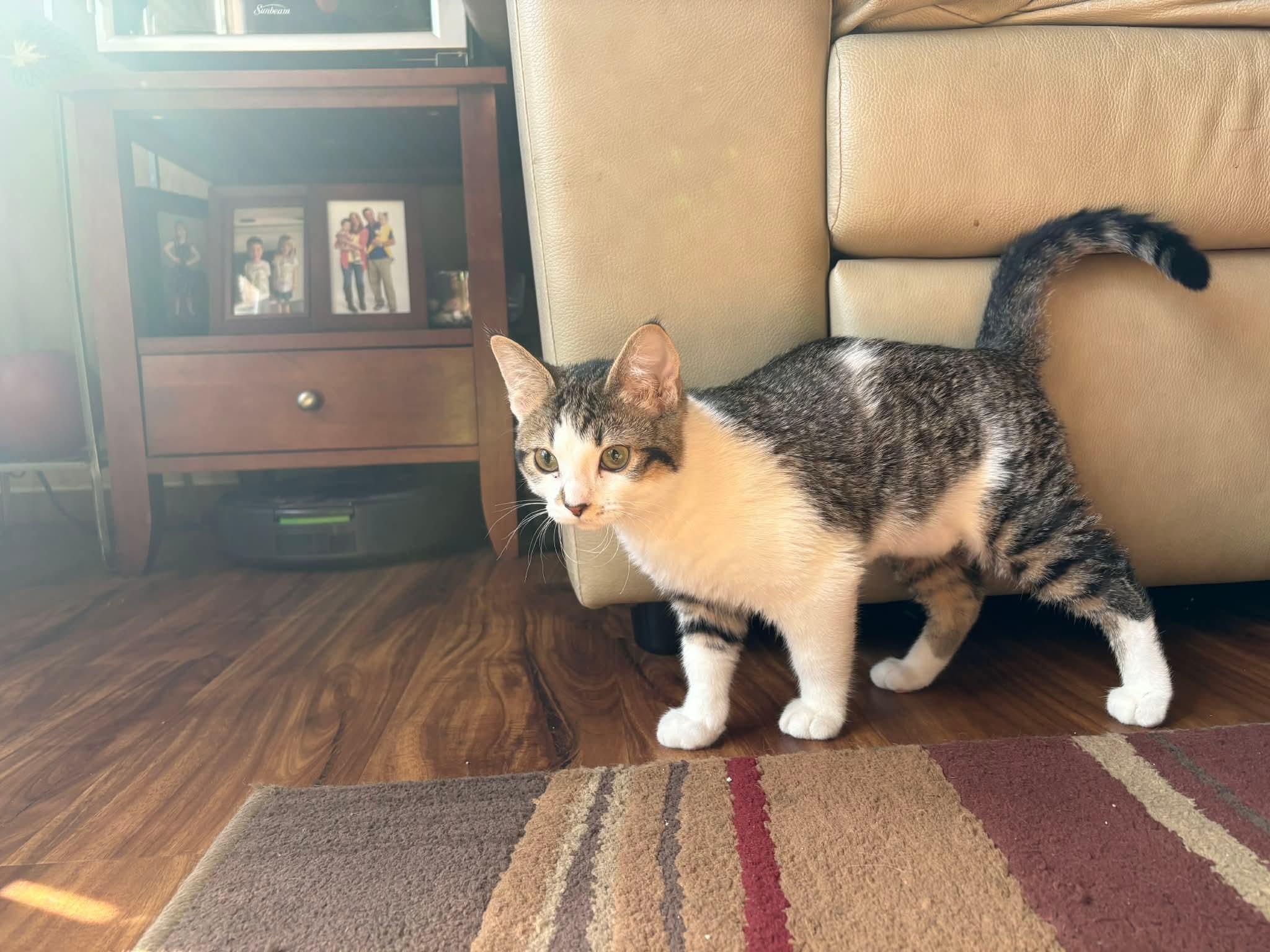 Morgan, an adopted mixed breed in Gladstone, OR image 6/6