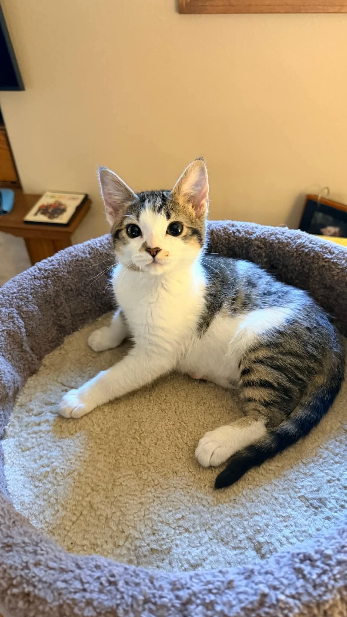 Morgan, an adopted mixed breed in Gladstone, OR image 2/6