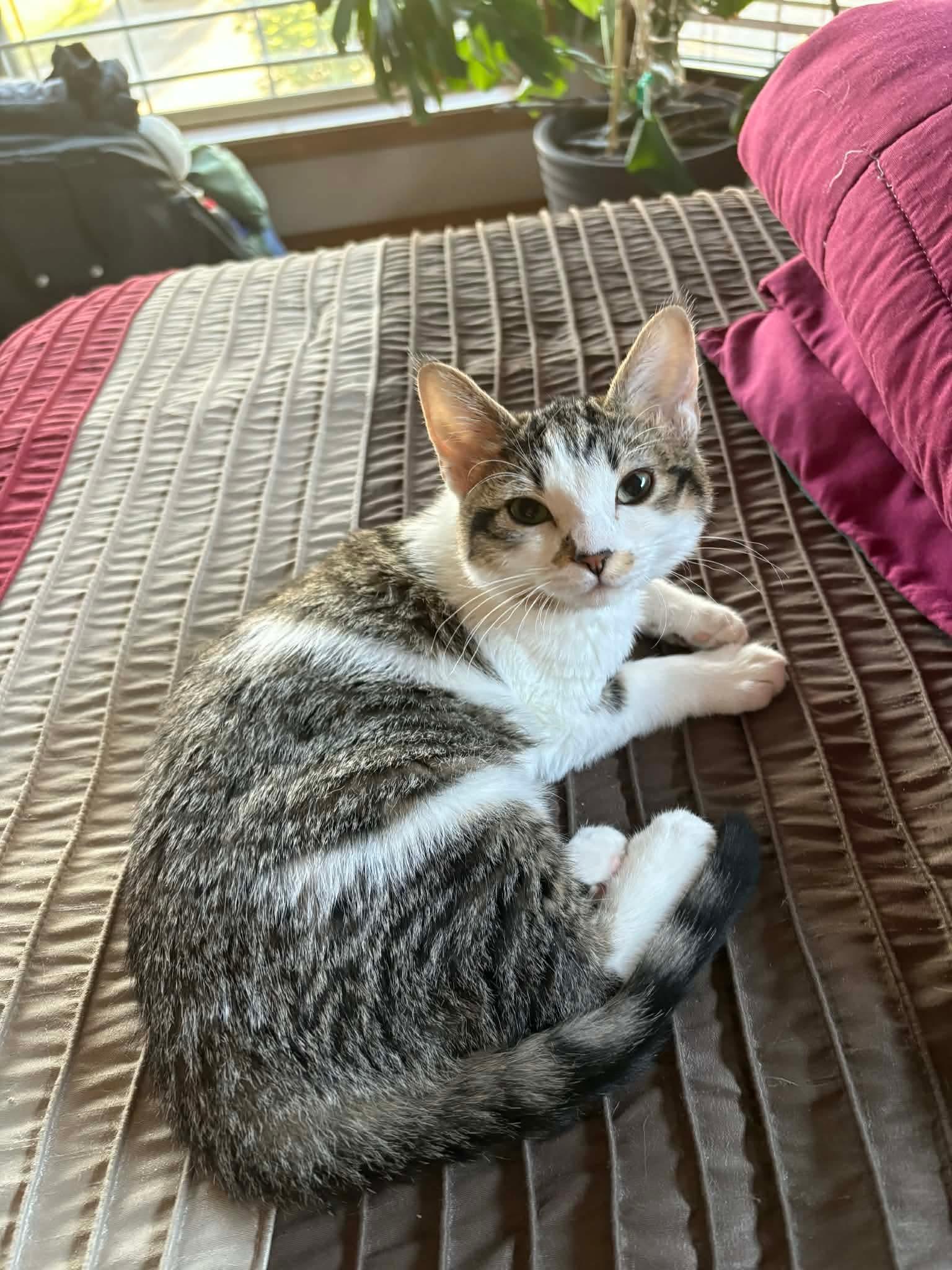 Morgan, an adopted mixed breed in Gladstone, OR image 3/6
