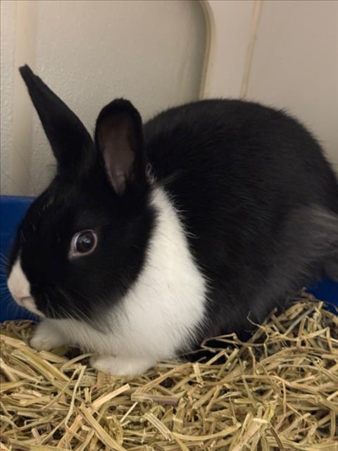 Enlarge COCO/TWISTER, a Adoptable Bunny Rabbit in Hayward, CA image 1/1