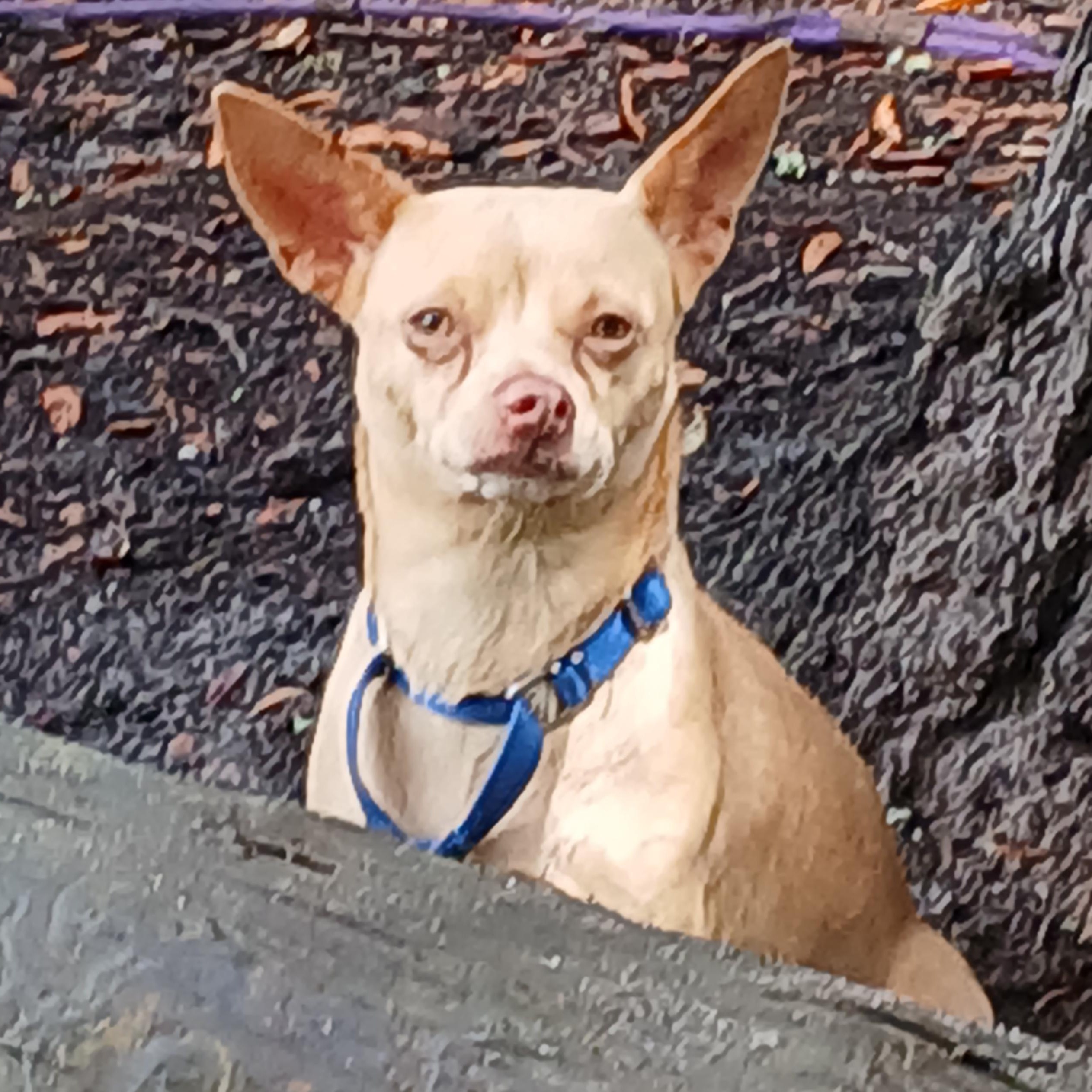 Maisy, Adult Female unknown