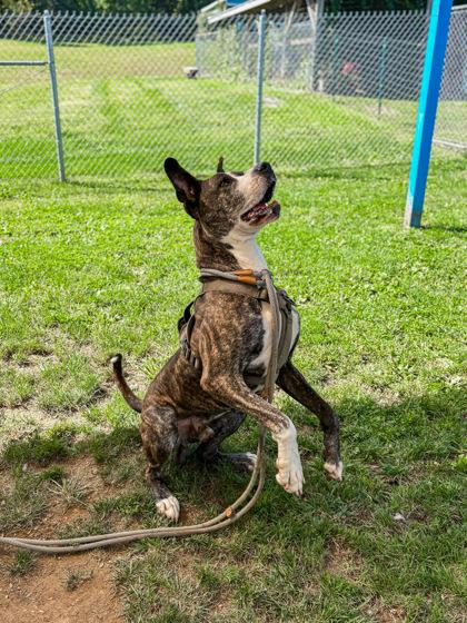 Tigga, a Adoptable Mixed Breed in Fallston, MD image 1/3