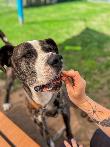 Enlarge Tigga, a Adoptable Mixed Breed in Fallston, MD image 3/3