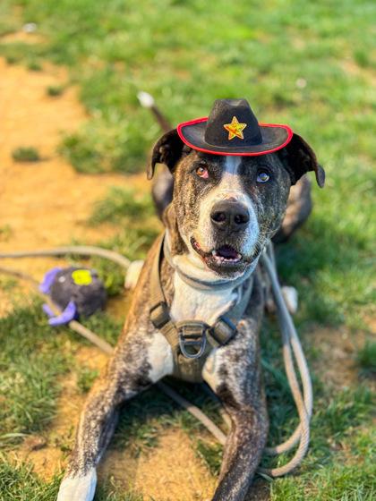 Tigga, a Adoptable Mixed Breed in Fallston, MD image 3/3