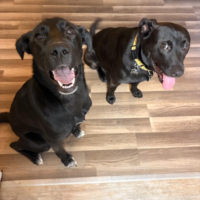 Lily, Adoptable, Young Female Black Labrador Retriever & Mixed Breed.