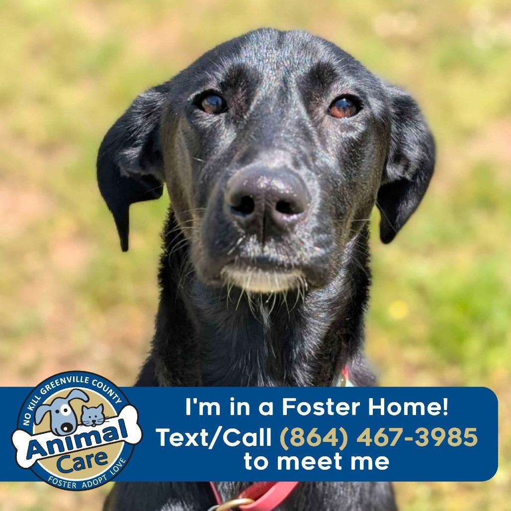 Enlarge Lily, a Adoptable mixed breed in Greenville, SC image 2/6