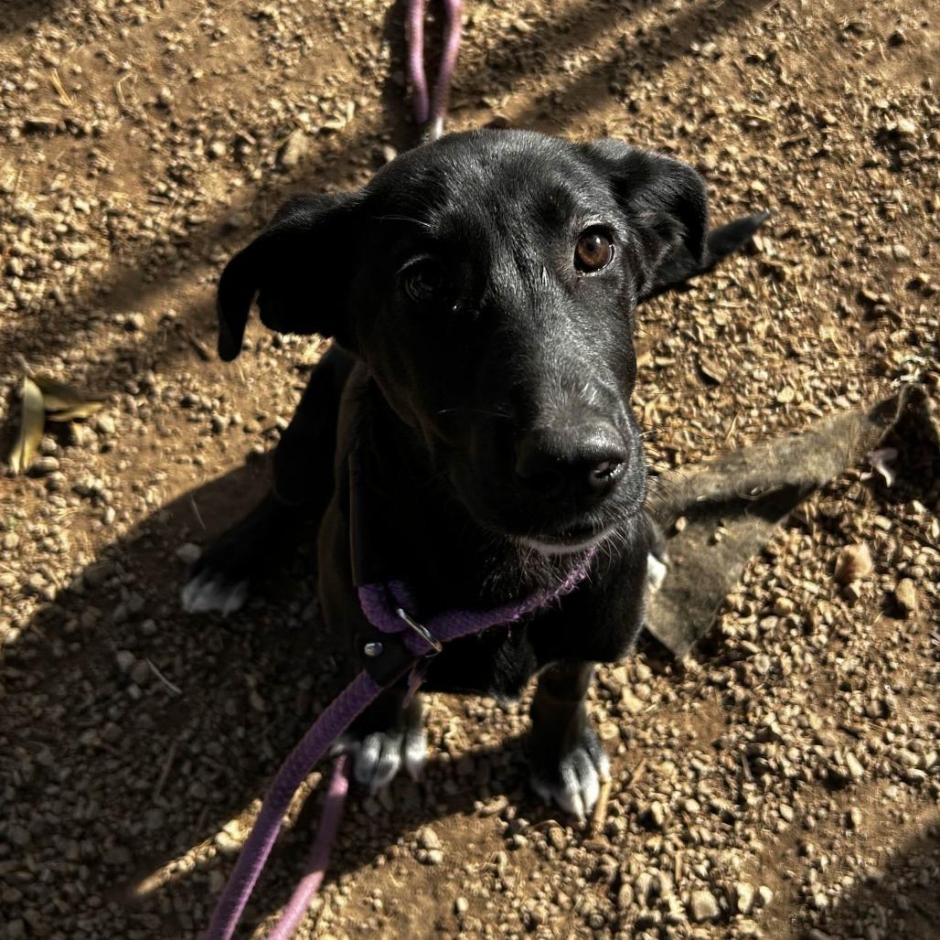 Enlarge Lily, a Adoptable mixed breed in Greenville, SC image 3/6
