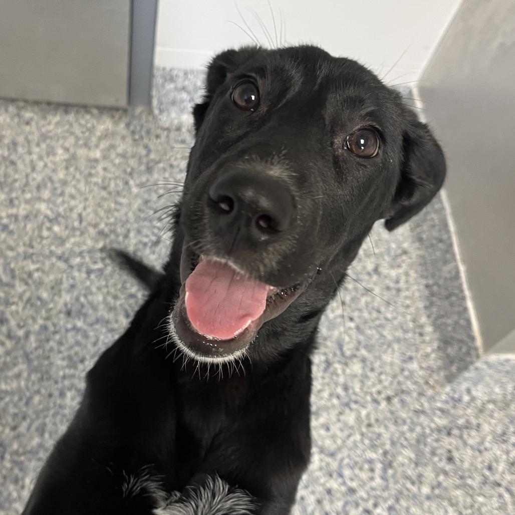 Enlarge Lily, a Adoptable mixed breed in Greenville, SC image 4/6
