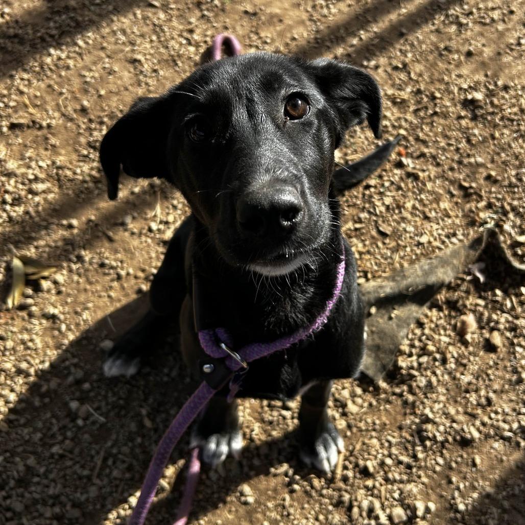 Enlarge Lily, a Adoptable mixed breed in Greenville, SC image 5/6