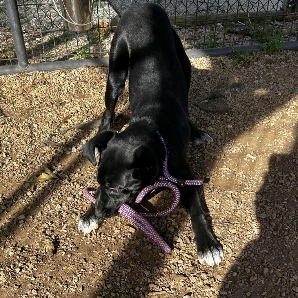 Enlarge Lily, a Adoptable mixed breed in Greenville, SC image 6/6