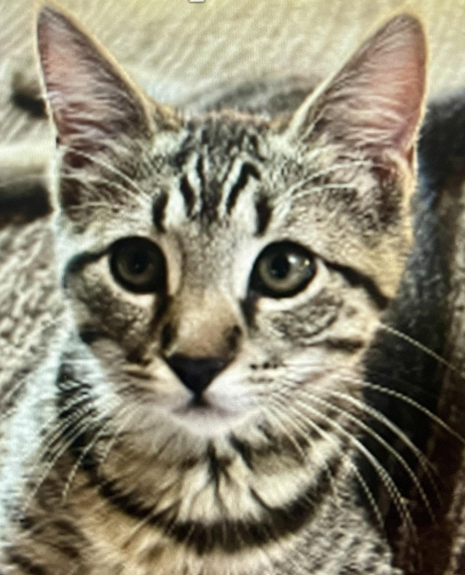 Lani (Call or text Nikki 619-922-6034), adopted, Kitten Female Tabby.