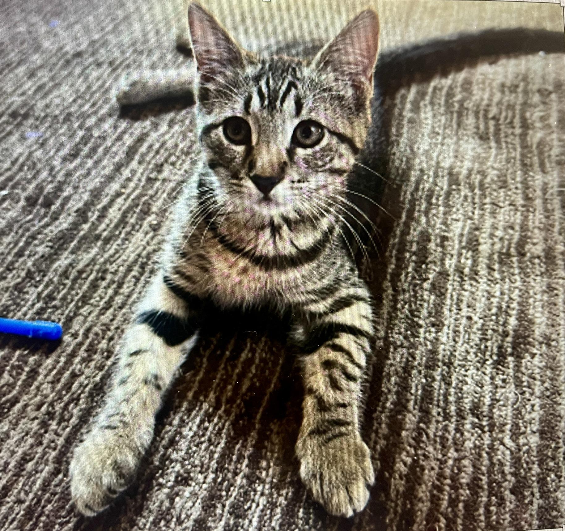 Lani (Call or text Nikki 619-922-6034), an adopted Tabby in Sedona, AZ image 2/2