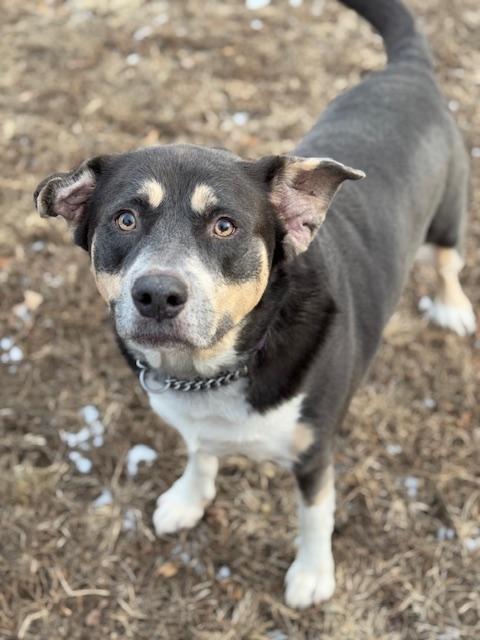Enlarge Sutherland, a Adoptable mixed breed in Homer Glen, IL image 5/6