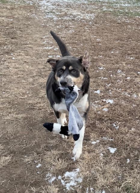 Sutherland thumbnail 3