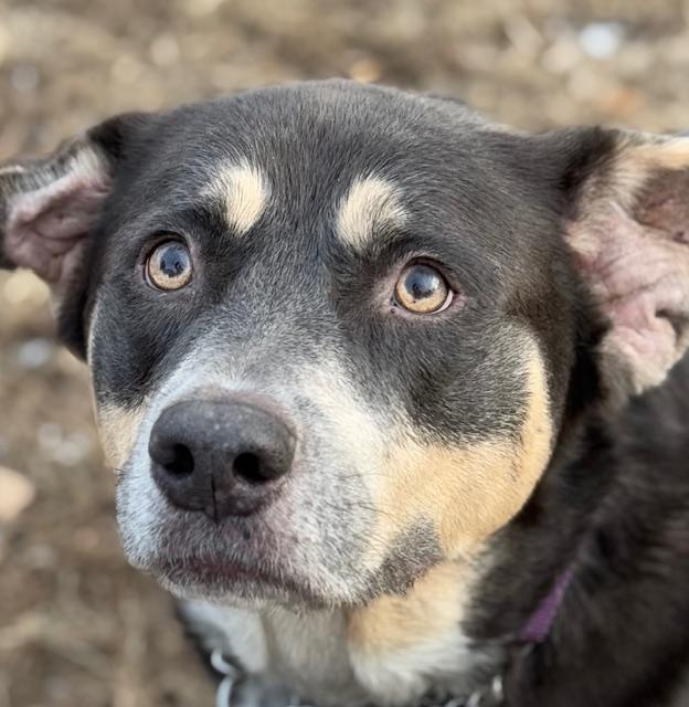 Enlarge Sutherland, a Adoptable mixed breed in Homer Glen, IL image 2/6