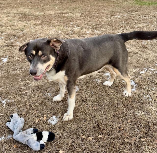 Enlarge Sutherland, a Adoptable mixed breed in Homer Glen, IL image 4/6