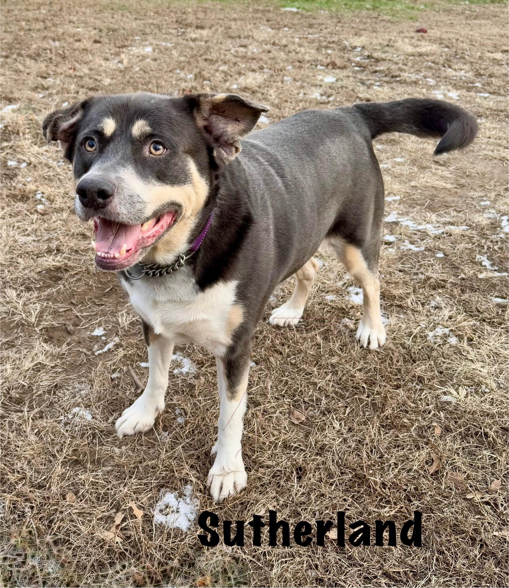 Sutherland, Adoptable, Adult Female Rottweiler & German Shepherd Dog.