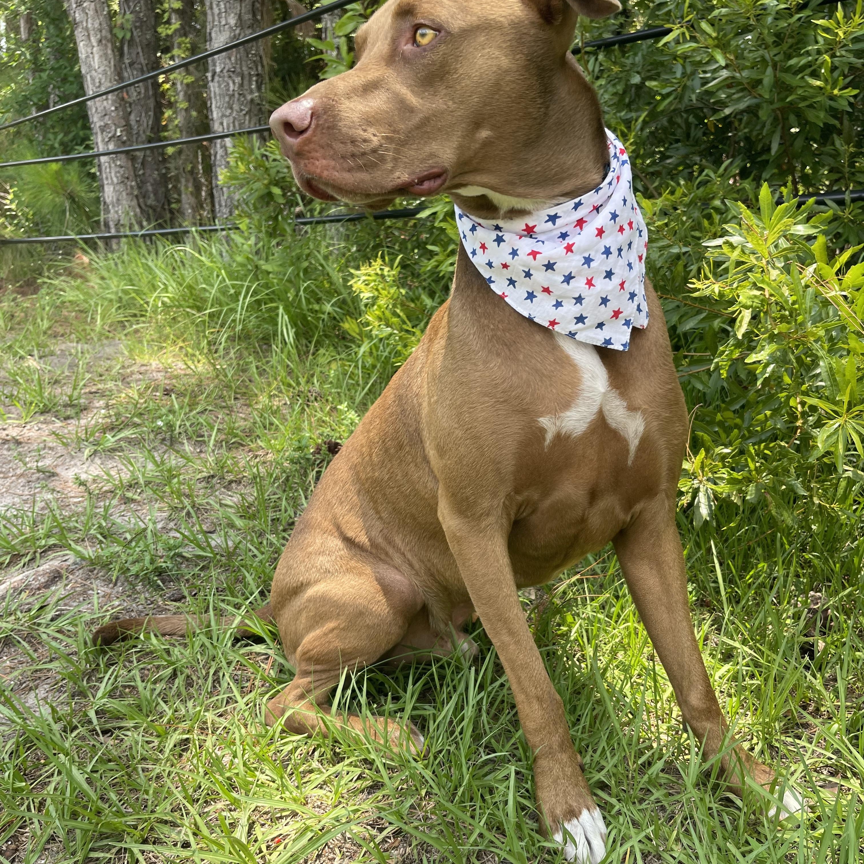 Enlarge Scooby, a Adoptable mixed breed in Sebring, FL image 2/5