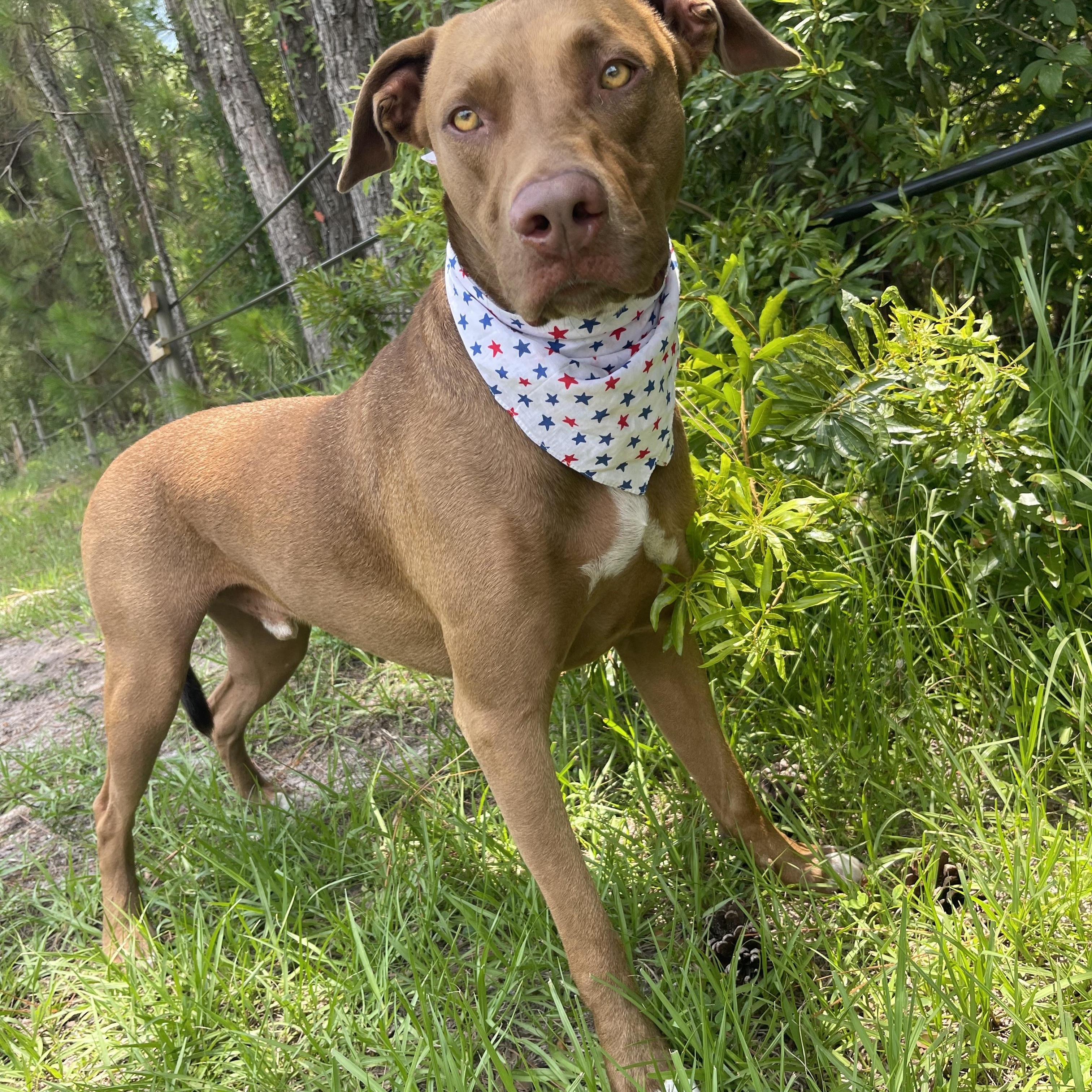 Enlarge Scooby, a Adoptable mixed breed in Sebring, FL image 4/5