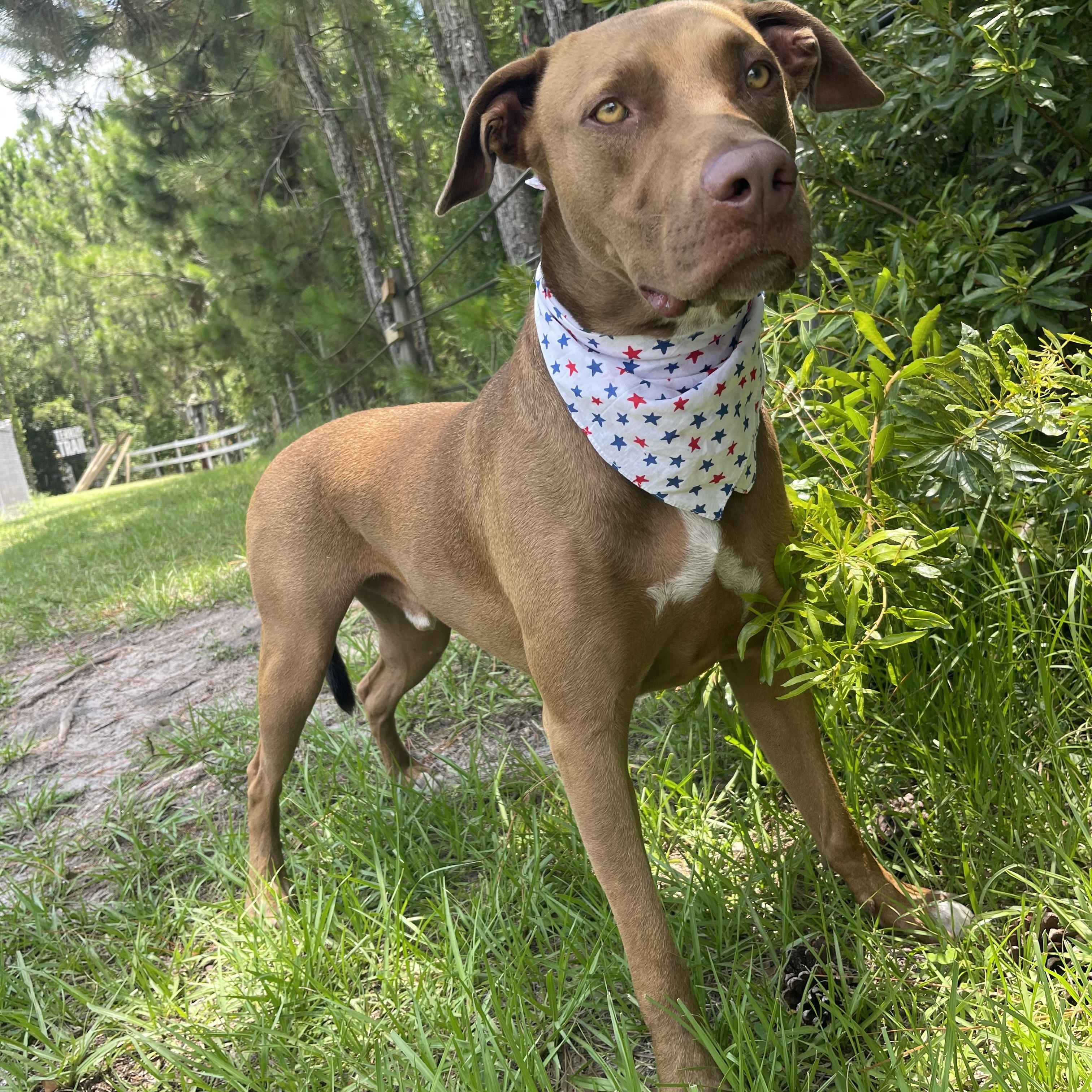 Enlarge Scooby, a Adoptable mixed breed in Sebring, FL image 3/5